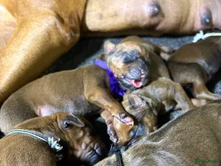 Rhodesian Ridgeback honden Rhodesian Ridgeback pups kennel Majaliwa - Advertentie 5