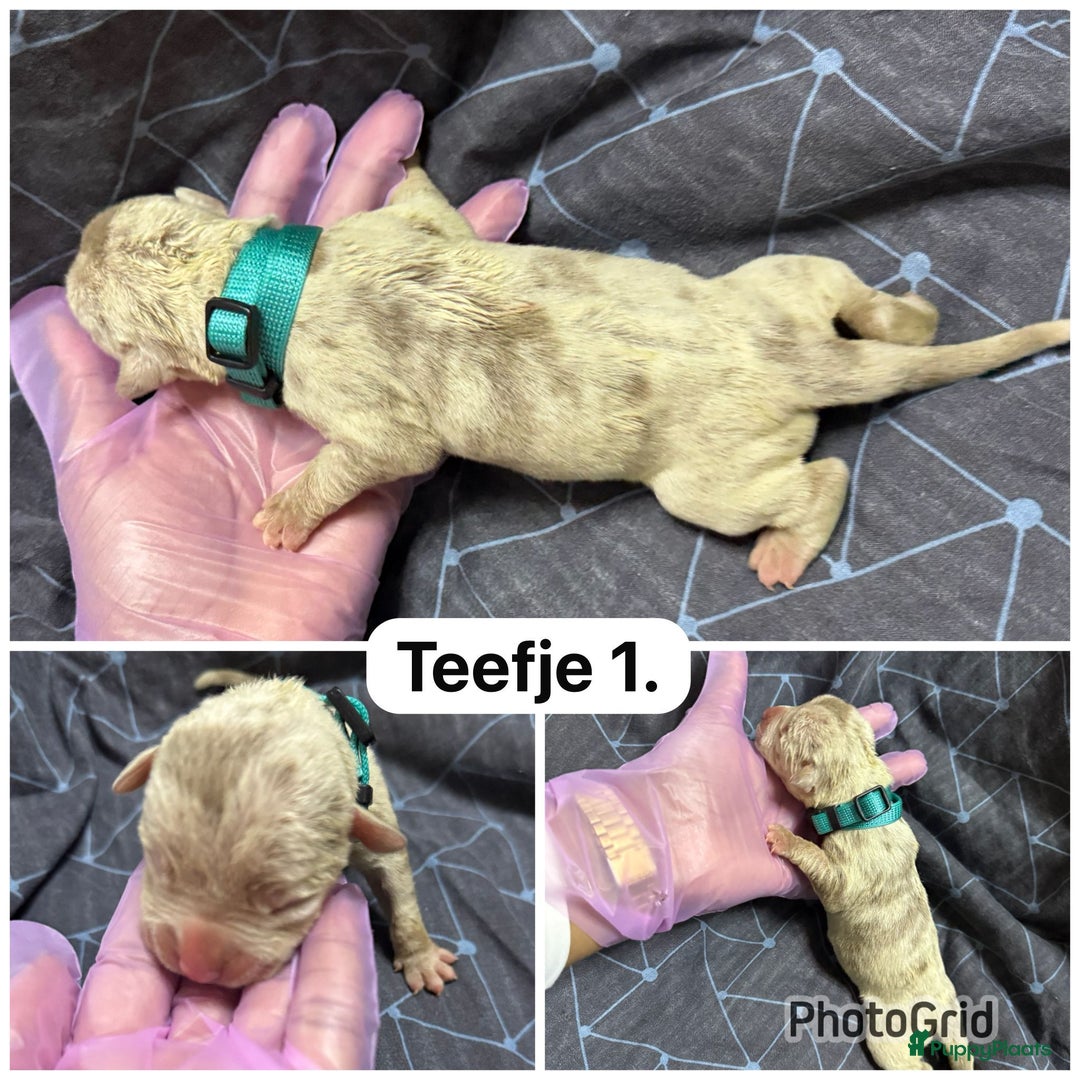 Amerikaanse Bully honden te koop: Amerikaanse bully xl  - Advertentie 12