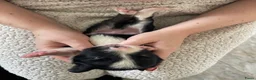 Border Collie honden te koop: Prachtige Border Collie pups | stamboom (ISDS/FCI) in Nagele - Advertentie 25