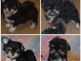 Kruising honden Mini Malchi / Mini Boomertjes teefjes Black & Tan - Advertentie 3