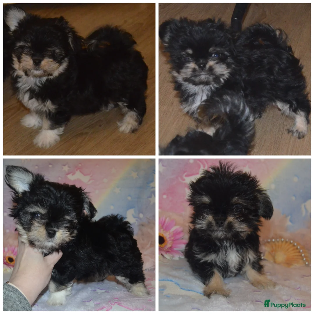 Kruising honden te koop: Mini Malchi / Mini Boomertje teefje Black & Tan  - Advertentie 1