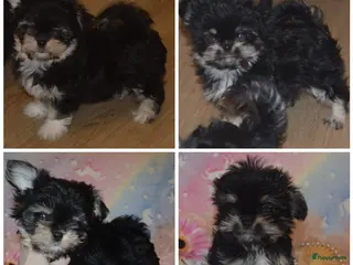 Kruising honden Mini Malchi / Mini Boomertje teefje Black & Tan - Advertentie 2