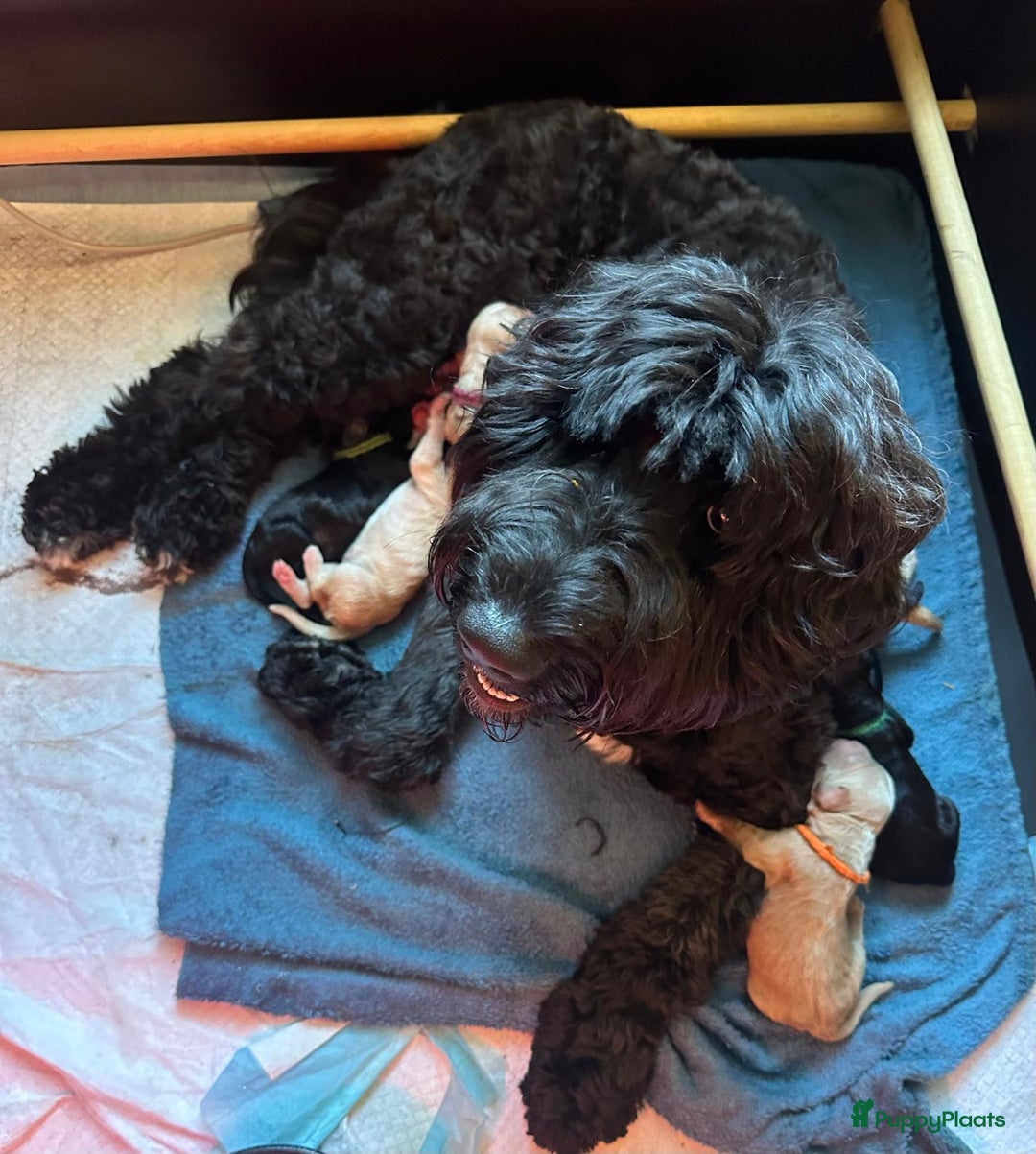 Labradoodle honden te koop: Labradoodle pups te koop - Afbeelding 2