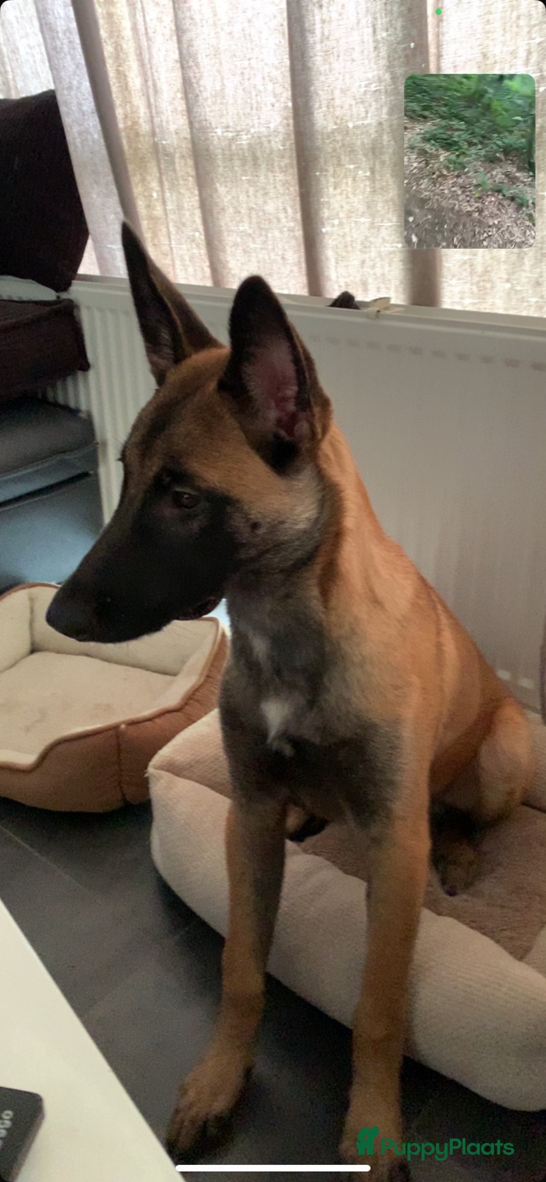 Mechelse Herder honden te koop: Mechelse Heder pup  - Advertentie 5