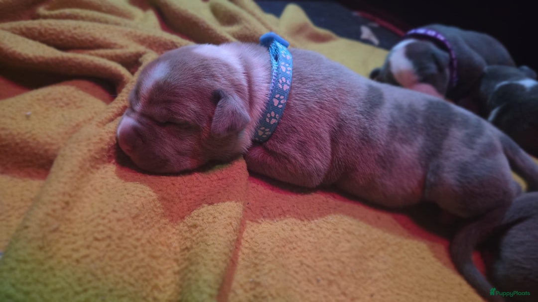 Amerikaanse Bully honden te koop: Hele lieve American bully xl pups - Advertentie 3