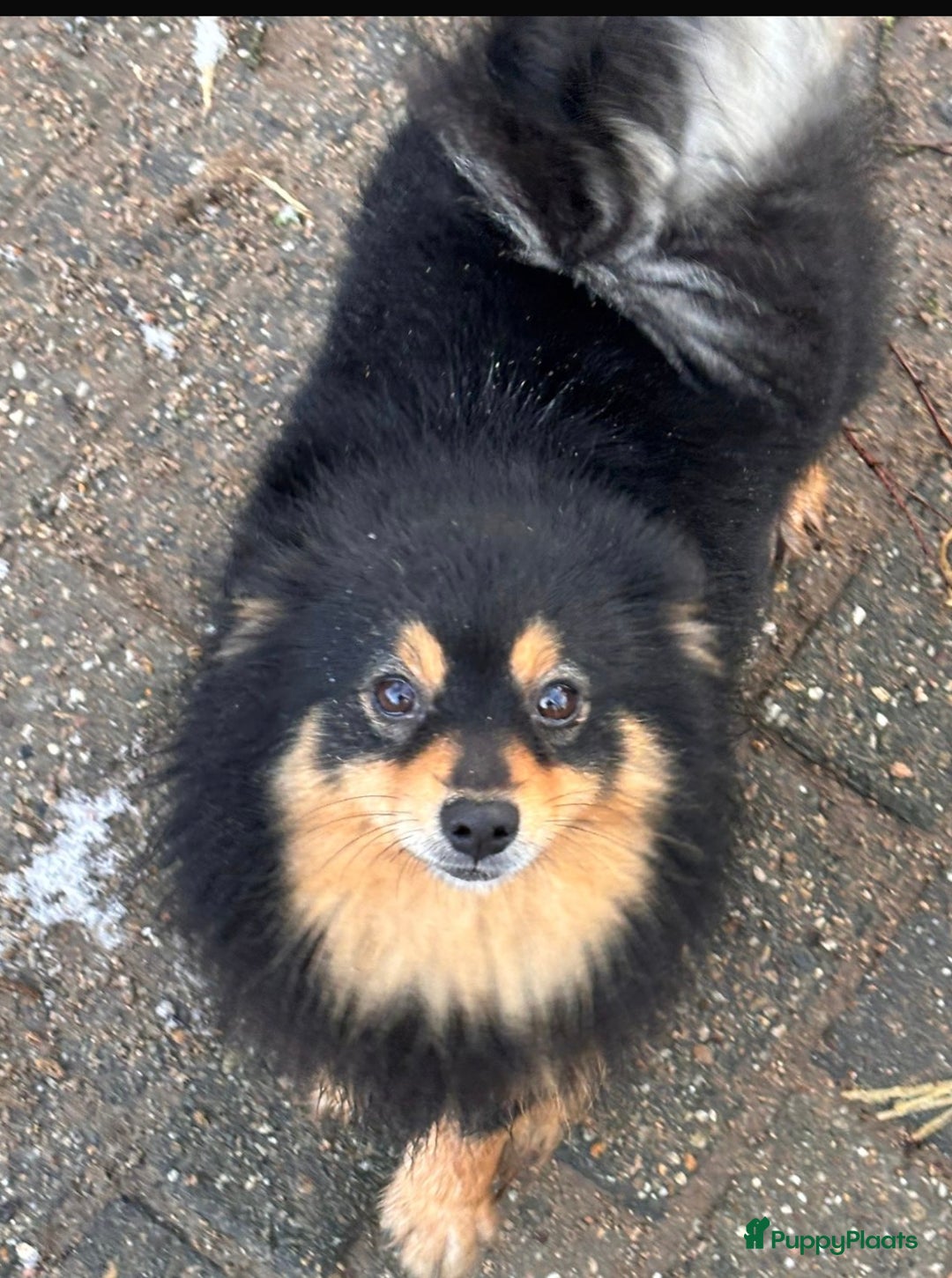 Kruising honden te koop: Zeer lieve pluizenbolletjes met krul 🤗 PomxPoedel - Advertentie 7