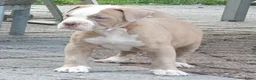 Amerikaanse Bulldog honden te koop: Mooie Amerikaanse Bulldog pups  - Advertentie 3