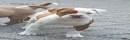 Amerikaanse Bulldog honden te koop: Mooie Amerikaanse Bulldog pups  - Advertentie 27