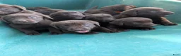 Labrador Retriever honden te koop: Prachtige super sociale labrador pups  - Advertentie 6