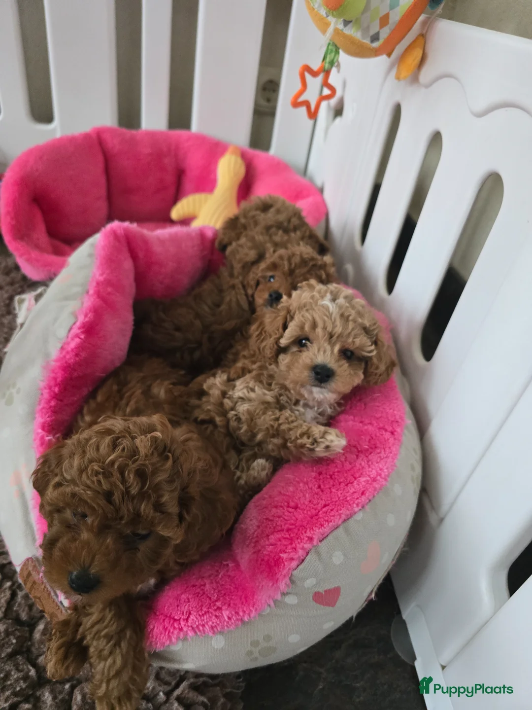 Poedel Toy honden te koop: Mooie lieve toypoedel pups pup  - Advertentie 2