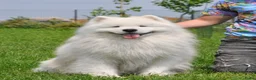 Samojeed honden te koop: Samojeed pup - Advertentie 4