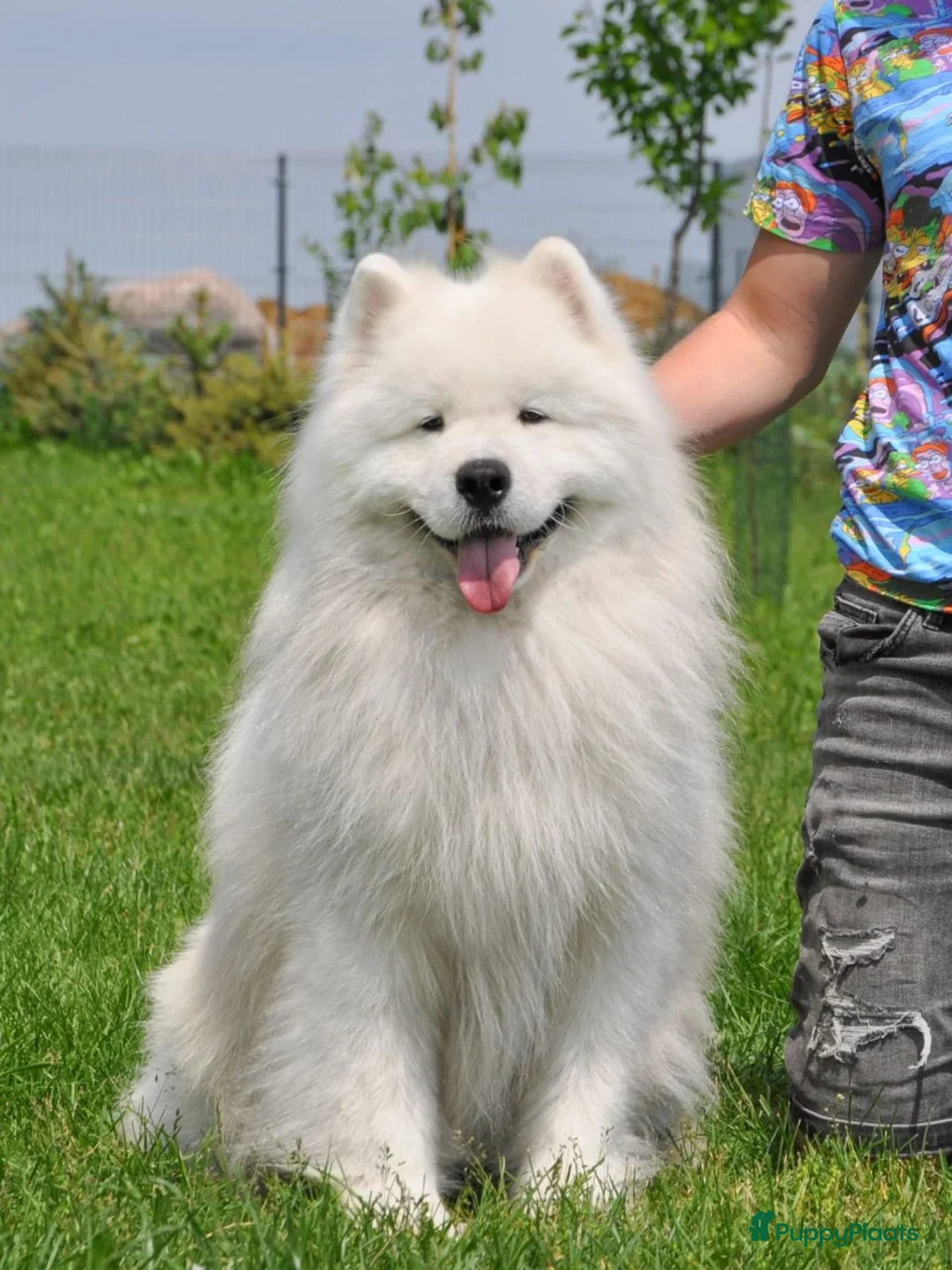 Samojeed honden te koop: Samojeed pup - Advertentie 4