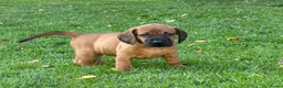 Beierse Bergzweethond honden te koop: Hanoveraaanse zweethond pups - Advertentie 22