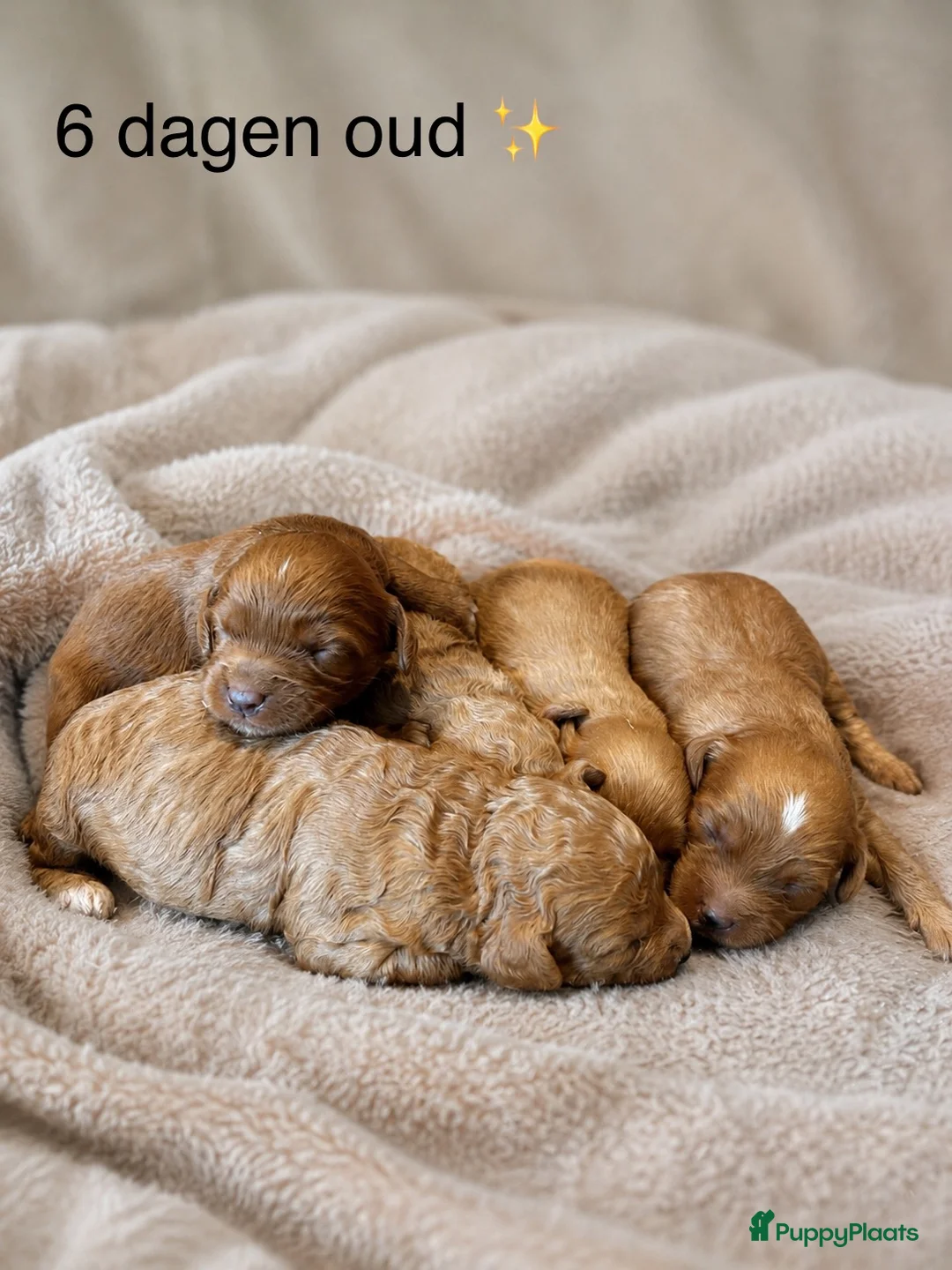 Maltipoo honden te koop: Maltipoo puppy’s 🤍 - Advertentie 14