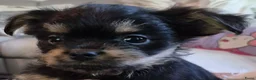 Kruising honden te koop: Prachtige Griffonshires - Advertentie 21