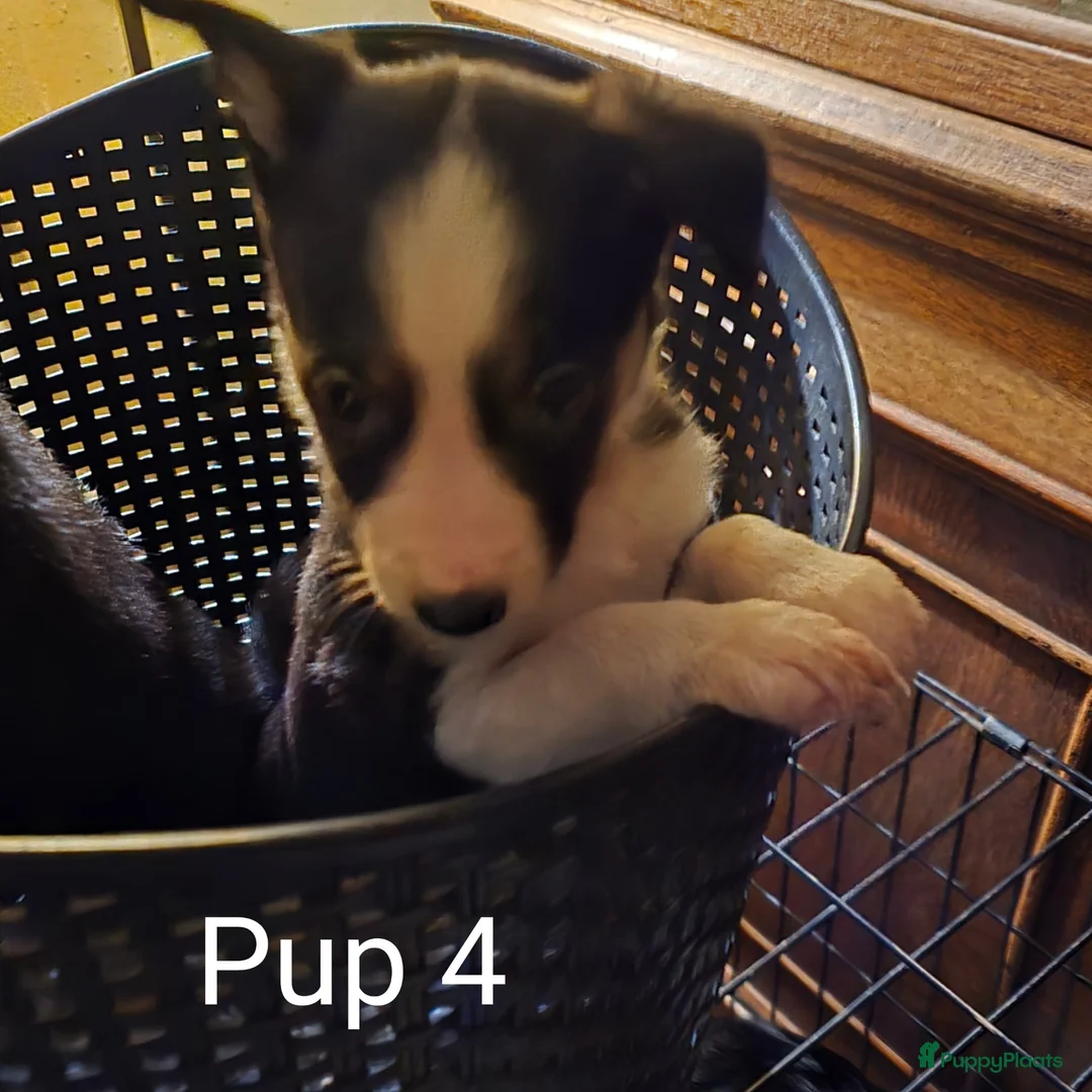 Border Collie honden te koop: Te koop 3 kleur pups uit werklijn - Advertentie 12