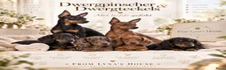 Dwergteckel honden te koop: Dwergteckel pups - Advertentie 28