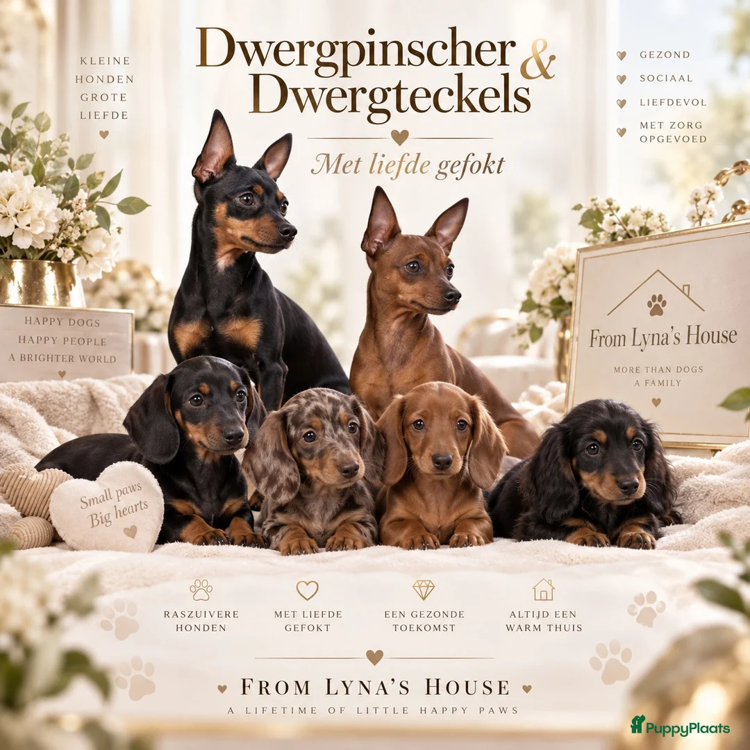 Dwergteckel honden te koop: Dwergteckel pups - Advertentie 28