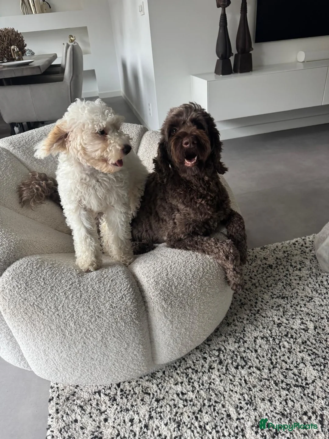 Australian Labradoodle honden te koop: Australian Labradoodle teefje - Advertentie 1