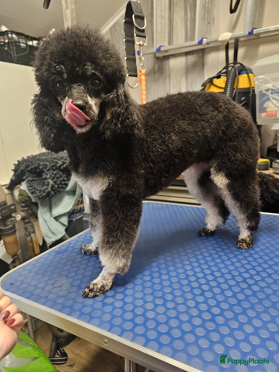 Poedel Toy honden te koop: Knappe toy poedel pups - Advertentie 1