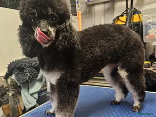 Poedel Toy honden Knappe toy poedel pups - Advertentie 1