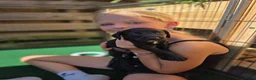 Kruising honden te koop: Prachtige Labradoodle x Dalmatiër puppy's! - Advertentie 20