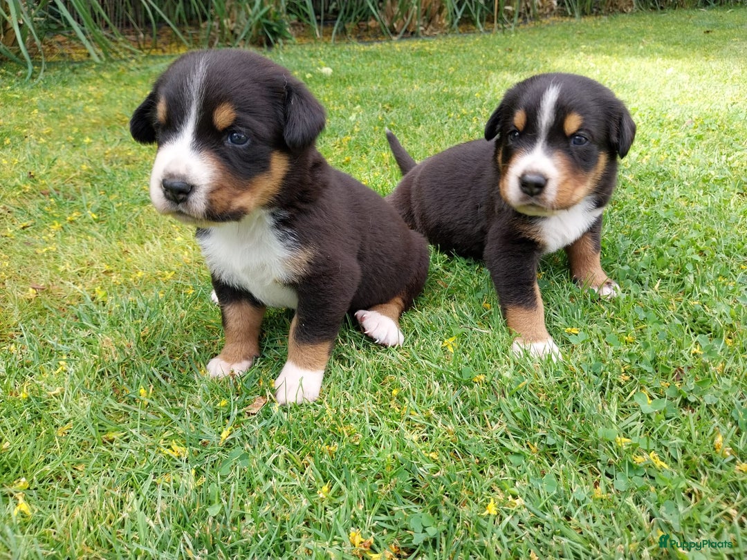 Grote Zwitserse Sennenhond honden te koop: 2 lieve Grote Zwitsterse Sennen pups - Afbeelding 3