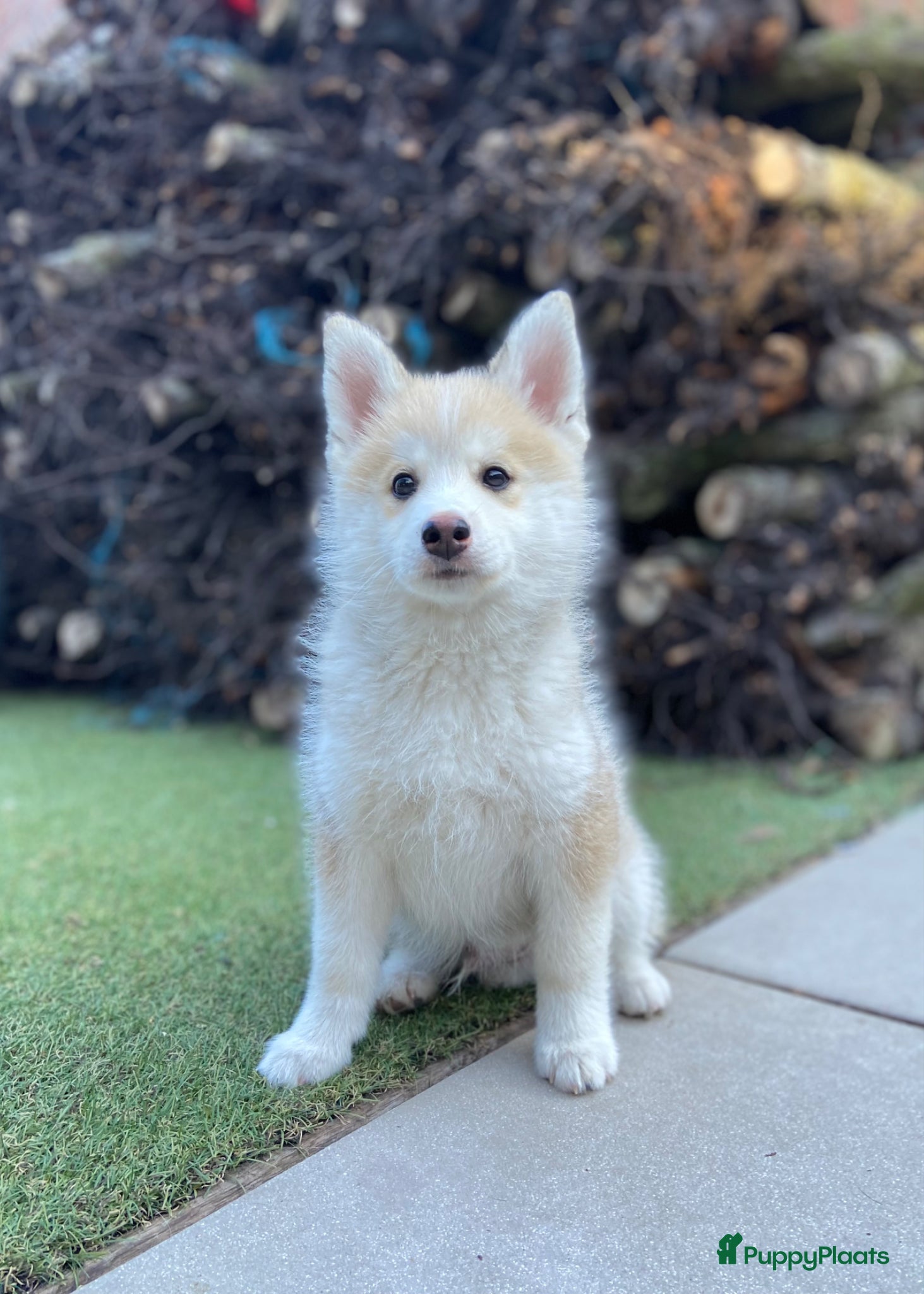 Pomsky honden Lieve crème-witte pomsky pup - Advertentie 1
