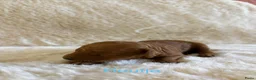 Labradoodle honden te koop: Inschrijving geopend!! Prachtige Toypoedels - Advertentie 2