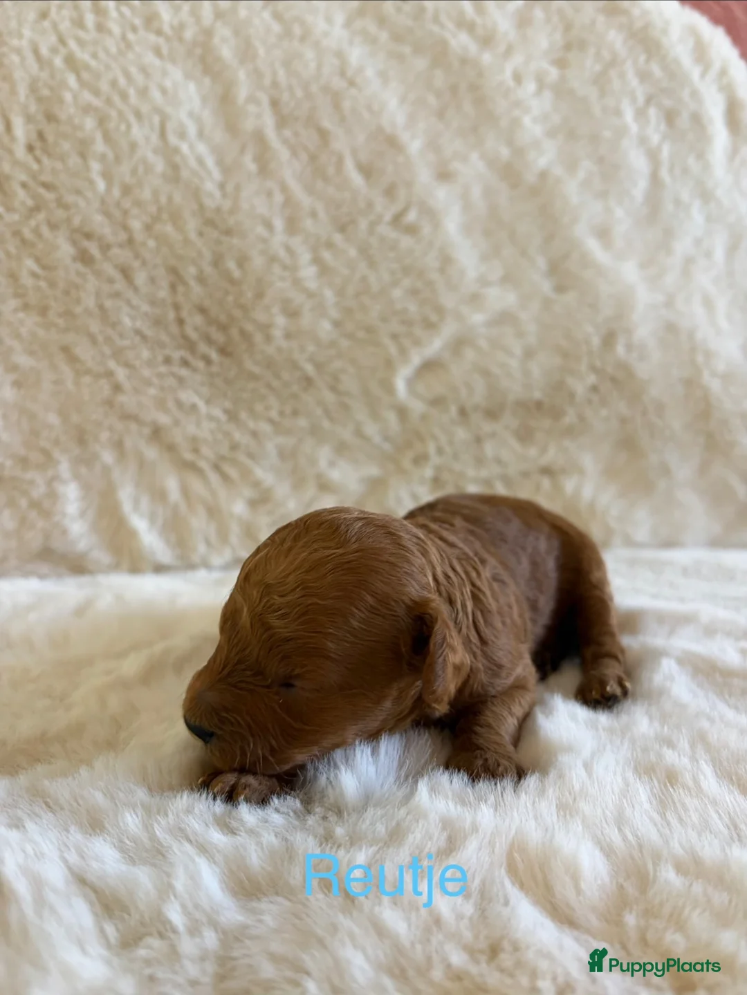 Labradoodle honden te koop: Inschrijving geopend!! Prachtige Toypoedels - Advertentie 2