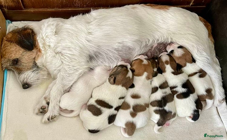 Jack Russel Terriër honden - Advertentie 1