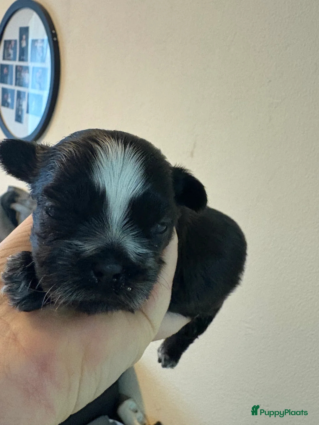 Shih Tzu honden te koop: Boomertjes - Advertentie 5