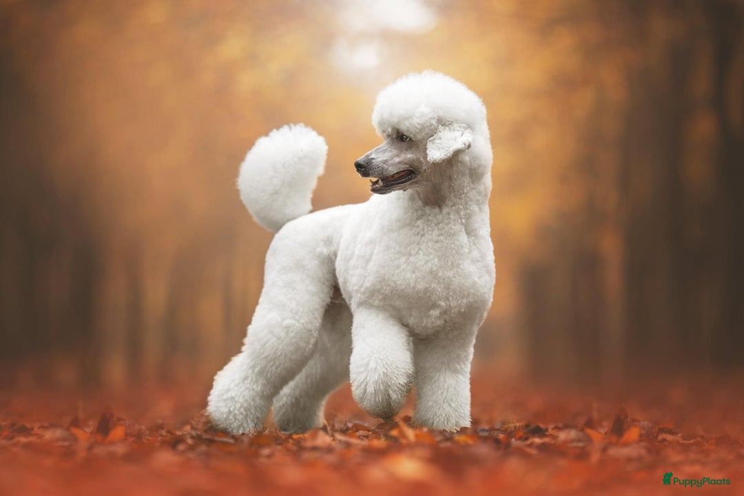 Poedel honden te koop: Konings poedel pups met FCI stamboom - Advertentie 8