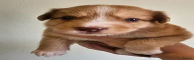 Teef 3