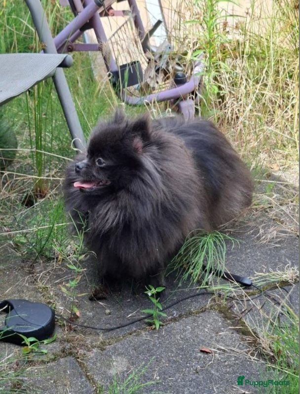 Pomeriaan honden Pomeranian pupjes Moeder is CM/SM getest - Advertentie 1