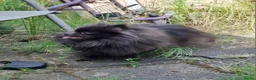 Pomeriaan honden te koop: Pomeranian pupjes Moeder is CM/SM getest - Advertentie 1
