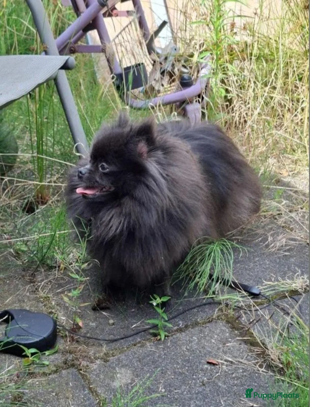 Pomeriaan honden te koop: Pomeranian pupjes Moeder is CM/SM getest - Advertentie 1