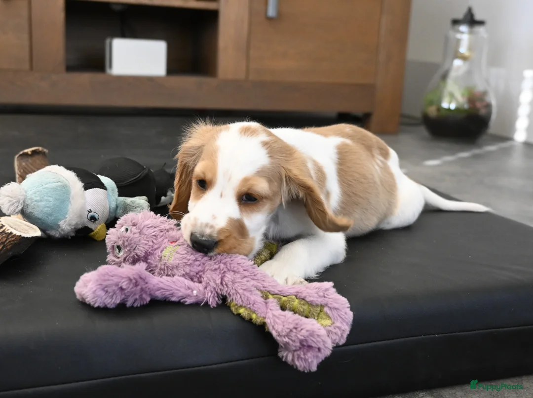 Engelse Cocker Spaniel honden te koop: Speelse Engelse Cocker Spaniel pup - Advertentie 7