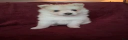 Pomsky honden te koop: 5 pomsky pups - Advertentie 20