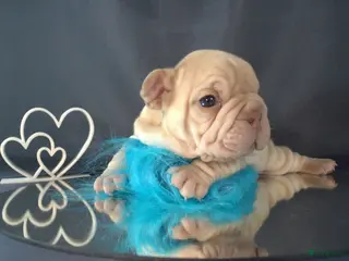 Franse Bulldog honden Big rope Velvet Franse bulldog - Advertentie 8