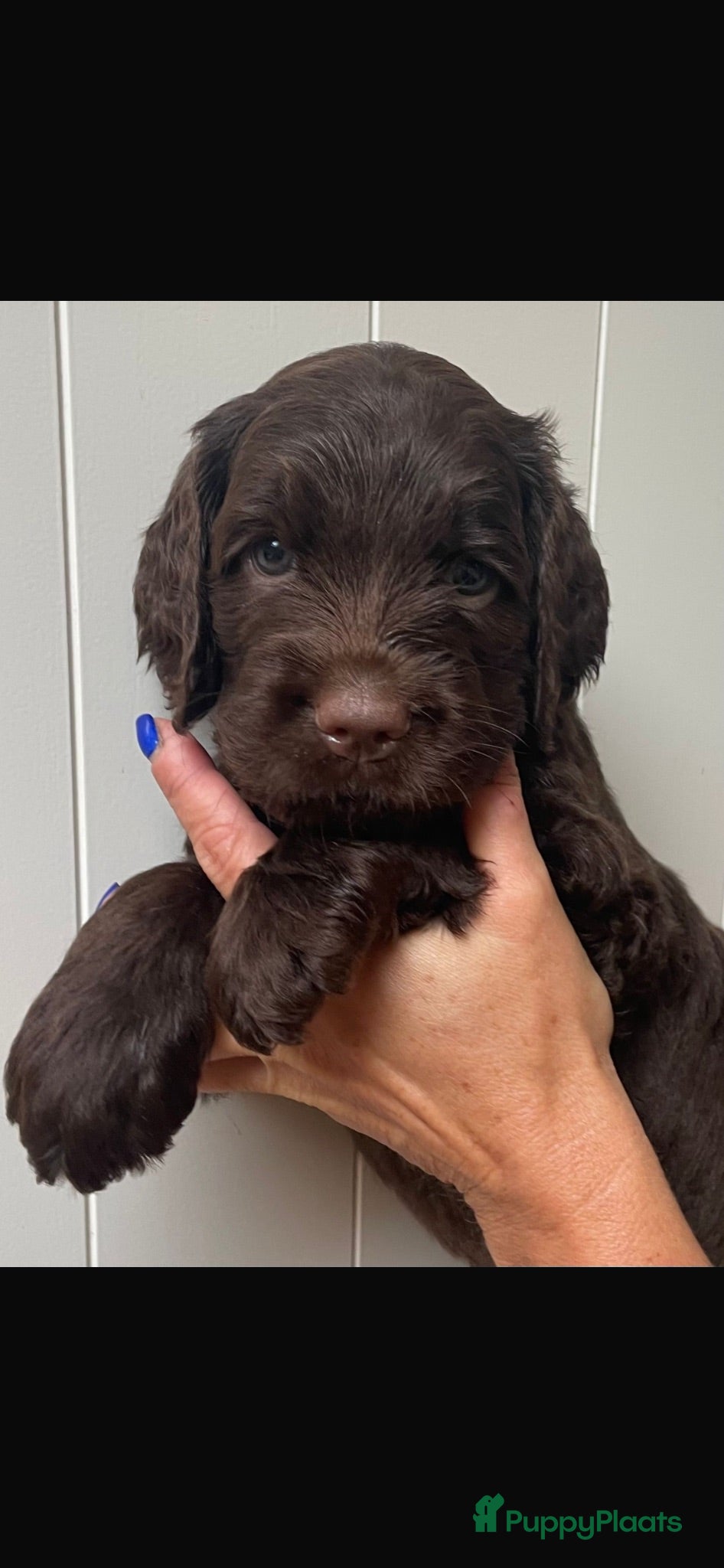 Kruising honden Chocolade medium labradoodle pups met Austr bloed - Advertentie 6