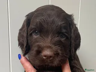 Kruising honden Chocolade medium labradoodle pups met Austr bloed - Advertentie 6