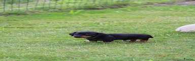 Teckel (korthaar)  Puppy 2 (groen)