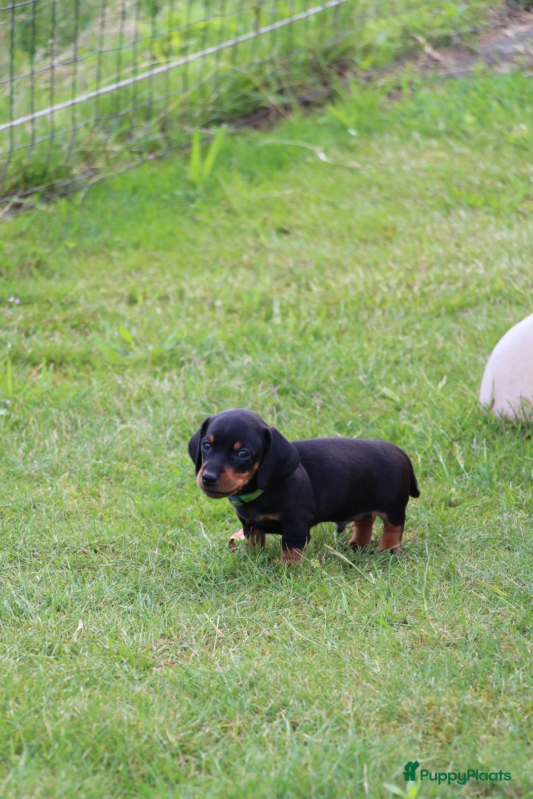 Teckel (korthaar)  honden te koop: Mooie black & tan teckelreutje - Advertentie 12