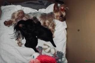 Yorkshire Terriër honden Yorkshire terrier pups - Advertentie 14