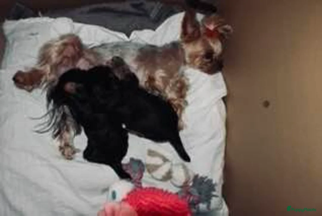 Yorkshire Terriër honden te koop: Yorkshire terrier pups - Advertentie 1