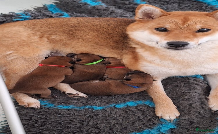 Shiba honden 4 rode shiba inu pups met stamboom - Advertentie 2