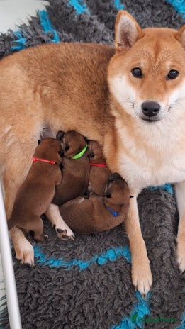 Shiba honden 4 rode shiba inu pups met stamboom - Advertentie 2