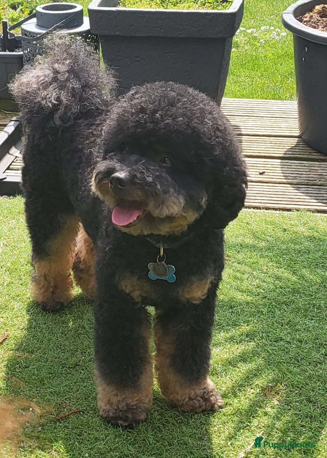 Poedel honden ter dekking: Dekreu Black and tan  dwerg poedel in Zwartemeer - Advertentie 1