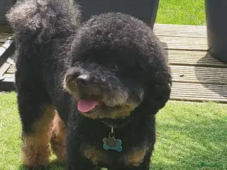 Poedel honden Dekreu Black and tan dwerg poedel in Zwartemeer - Advertentie 8